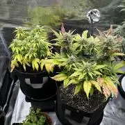 2x Papaya Cookies Auto 90x50