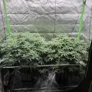 3x Fast Buds Orange Sherbet Auto
