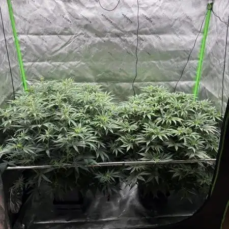 3x Fast Buds Orange Sherbet Auto