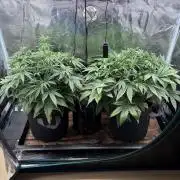 2x Fast Buds Z-UP Auto
