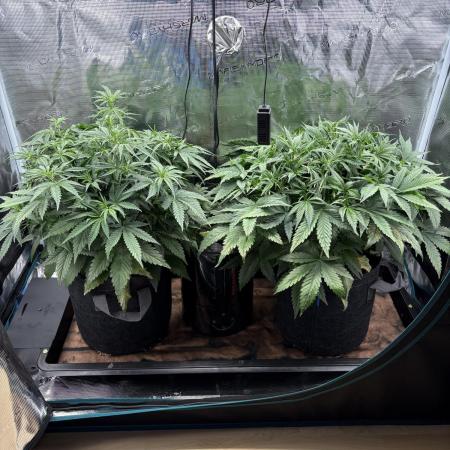 2x Fast Buds Z-UP Auto