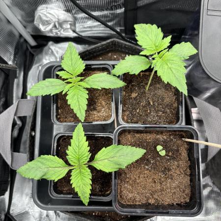 2x Papaya Cookies Auto 90x50