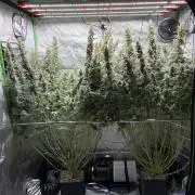 3x Fast Buds Orange Sherbet Auto