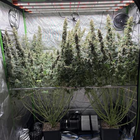 3x Fast Buds Orange Sherbet Auto