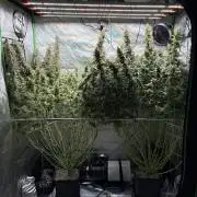 3x Fast Buds Orange Sherbet Auto