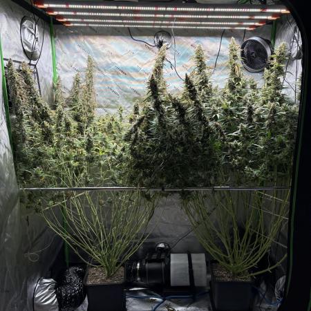 3x Fast Buds Orange Sherbet Auto