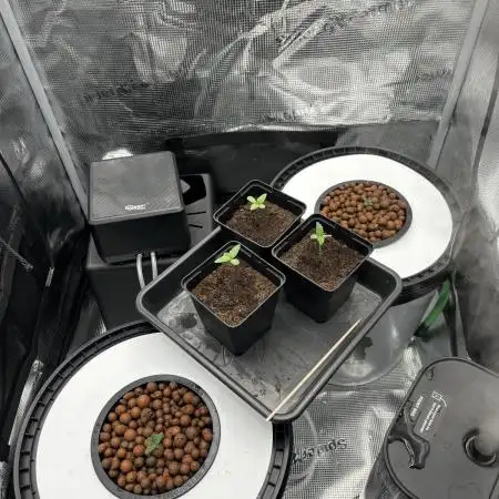 Fat Banana Auto in DWC