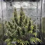 Lemon Haze Auto 70x70
