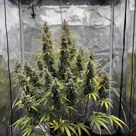 Lemon Haze Auto 70x70