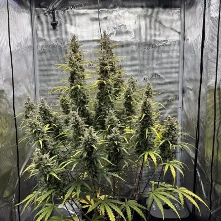 Lemon Haze Auto 70x70