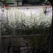 3x Fast Buds Orange Sherbet Auto