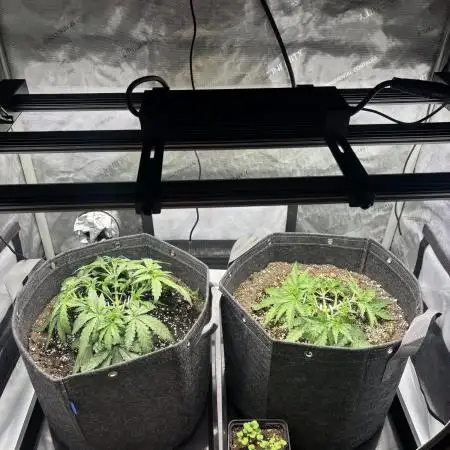 2x Hulkberry Auto