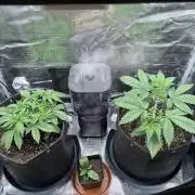 2x Papaya Cookies Auto 90x50