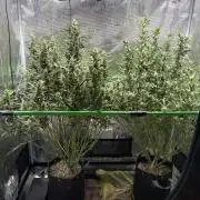 2x Fast Buds Z-UP Auto