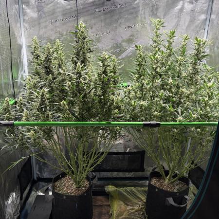 2x Fast Buds Z-UP Auto