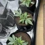 2x FastBuds Amnesia Z Auto