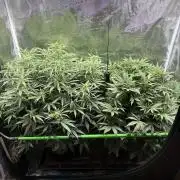 2x Fast Buds Z-UP Auto