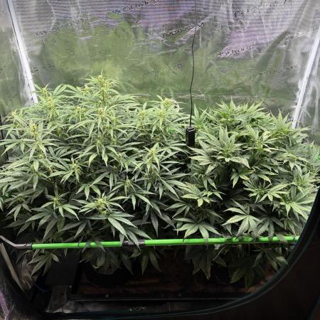 2x Fast Buds Z-UP Auto