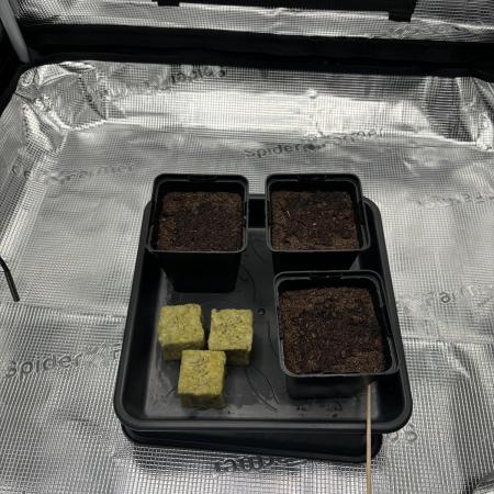 2x Fat Banana Auto in DWC