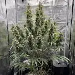 Lemon Haze Auto 70x70