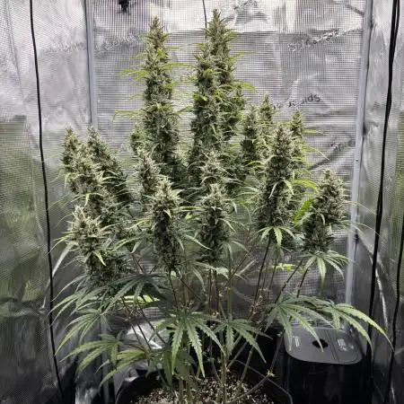Lemon Haze Auto 70x70