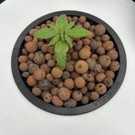 Fat Banana Auto in DWC