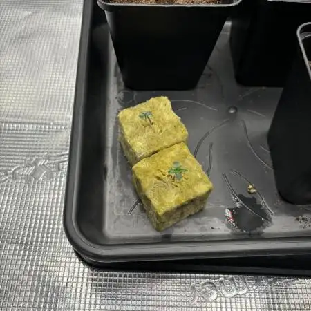 2x Fat Banana Auto in DWC