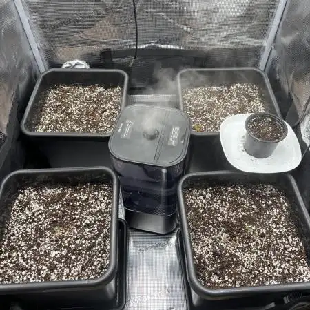 4x Strawberry Lemonade w/ Autopots 70x70