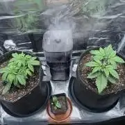 2x Papaya Cookies Auto 90x50