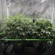 2x Fast Buds Z-UP Auto