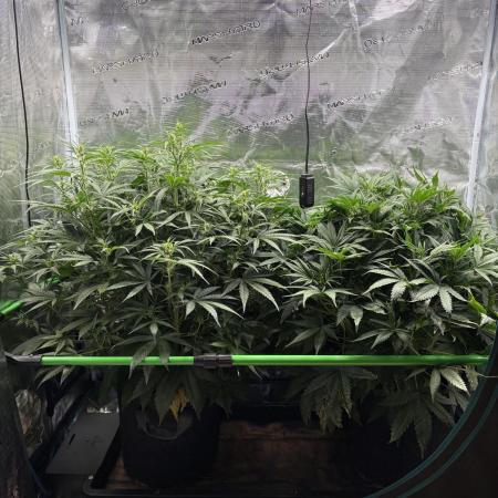2x Fast Buds Z-UP Auto