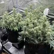 2x FastBuds Amnesia Z Auto