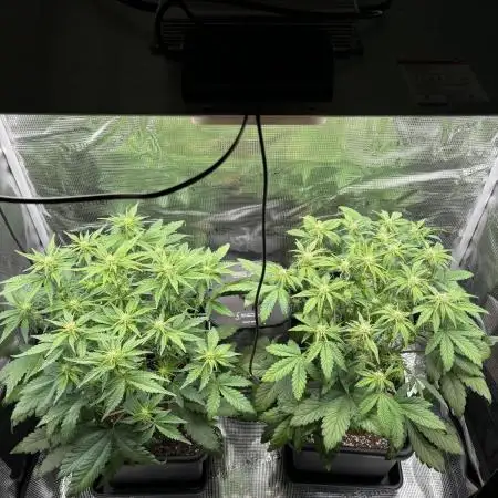 3x Fast Buds Lemon Cherry Cookies Auto