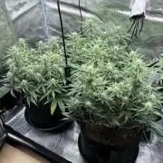 2x FastBuds Amnesia Z Auto