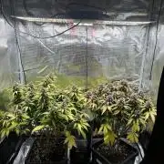 3x Fast Buds Lemon Cherry Cookies Auto