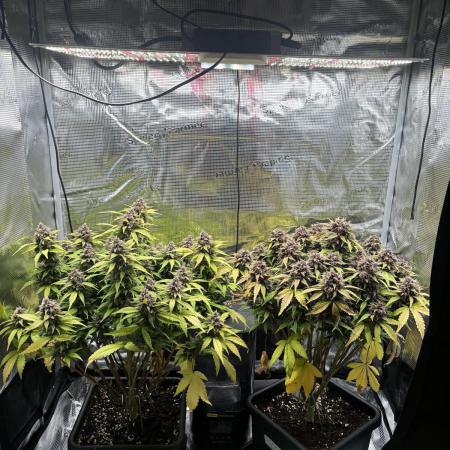 3x Fast Buds Lemon Cherry Cookies Auto