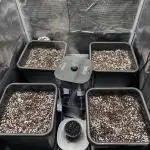 4x Strawberry Lemonade w/ Autopots 70x70