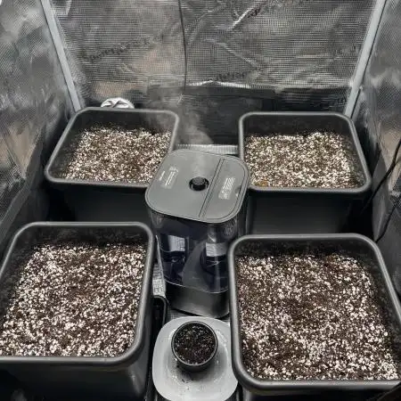 4x Strawberry Lemonade w/ Autopots 70x70