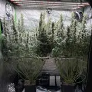 3x Fast Buds Orange Sherbet Auto