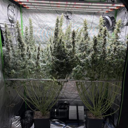 3x Fast Buds Orange Sherbet Auto