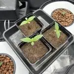 3x FastBuds Amnesia Z Auto