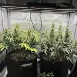2x Hulkberry Auto