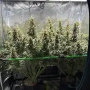 2x Fast Buds Z-UP Auto