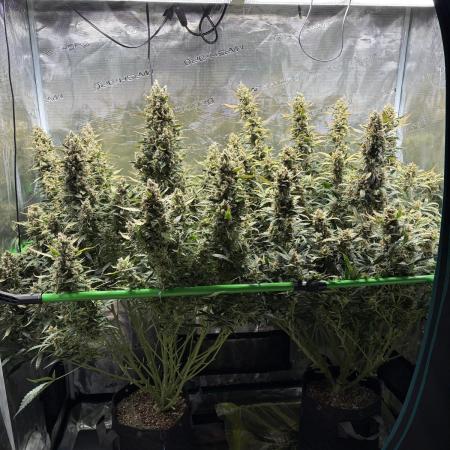 2x Fast Buds Z-UP Auto