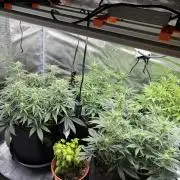 2x FastBuds Amnesia Z Auto