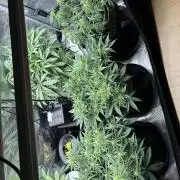 2x FastBuds Amnesia Z Auto