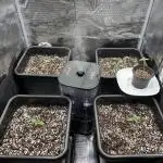4x Strawberry Lemonade w/ Autopots 70x70