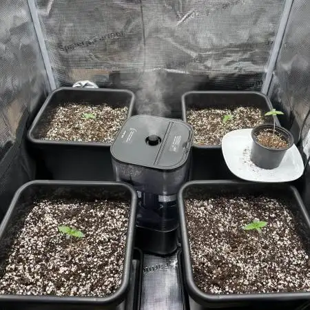 4x Strawberry Lemonade w/ Autopots 70x70