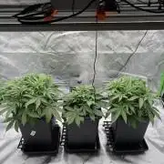 3x Fast Buds Orange Sherbet Auto