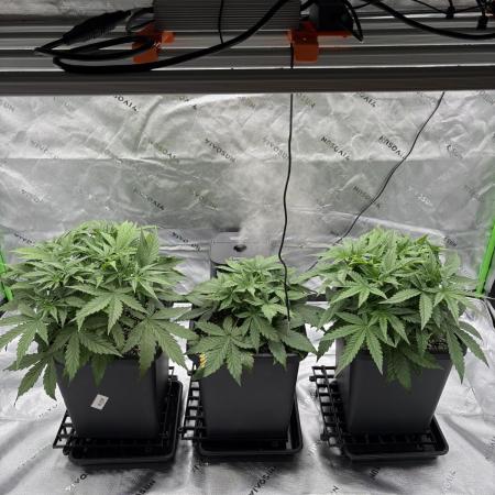 3x Fast Buds Orange Sherbet Auto